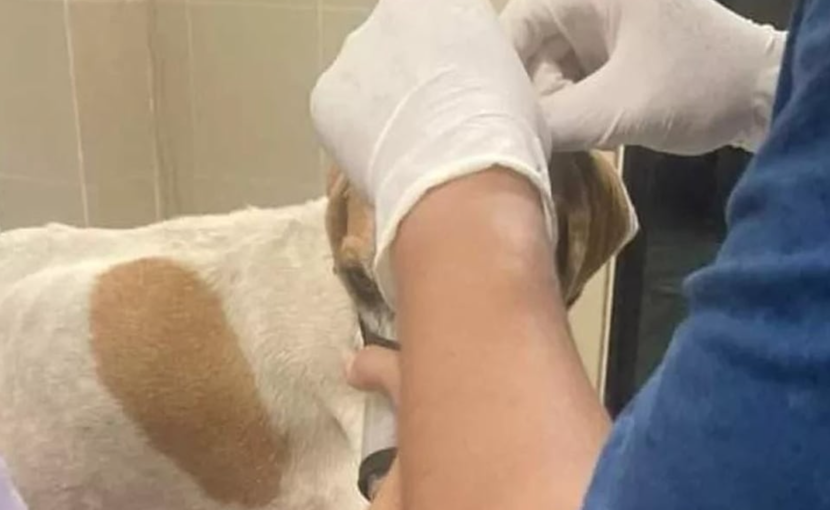Perrita es herida con machete en Mocochá, Yucatán